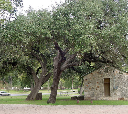 Kissing Oak-recent